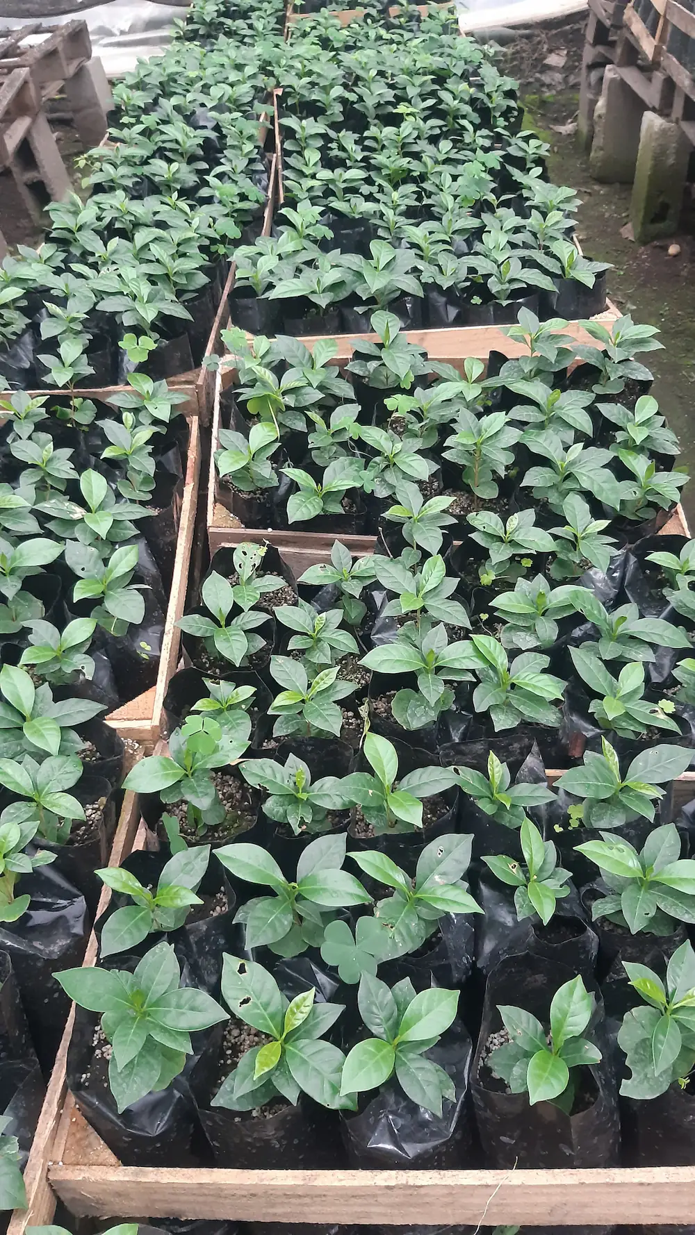 Vivero
