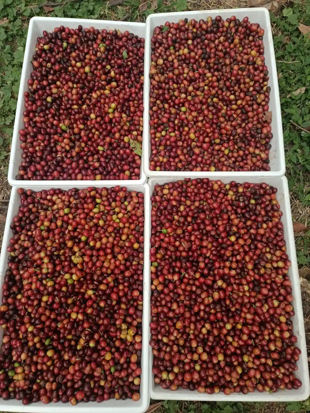 Frutos